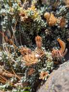 Image of Nardophyllum bryoides (Lam.) Cabrera
