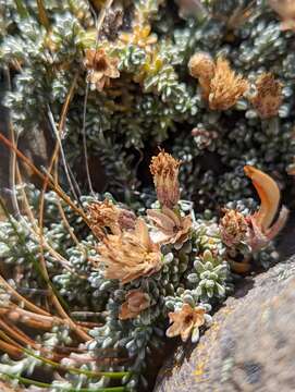 Image de Nardophyllum bryoides (Lam.) Cabrera