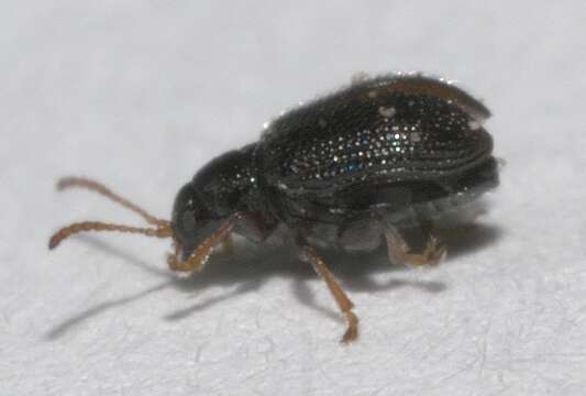 Image of Potato Flea Beetle