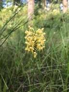 Imagem de Platanthera canbyi (Ames) Luer