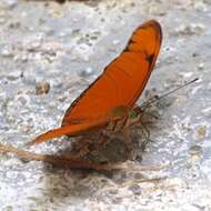 Image of Dryas iulia moderata Stichel 1907