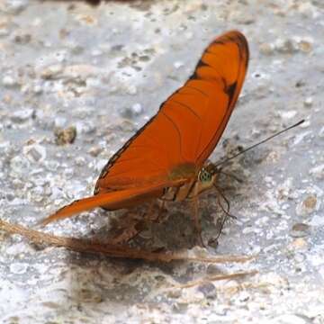 Dryas iulia moderata Stichel 1907的圖片