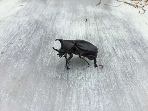 Image of Xylotrupes macleayi asperulus Minck 1920