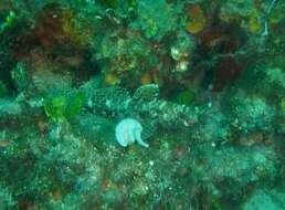 Image of Red-mouthed Goby