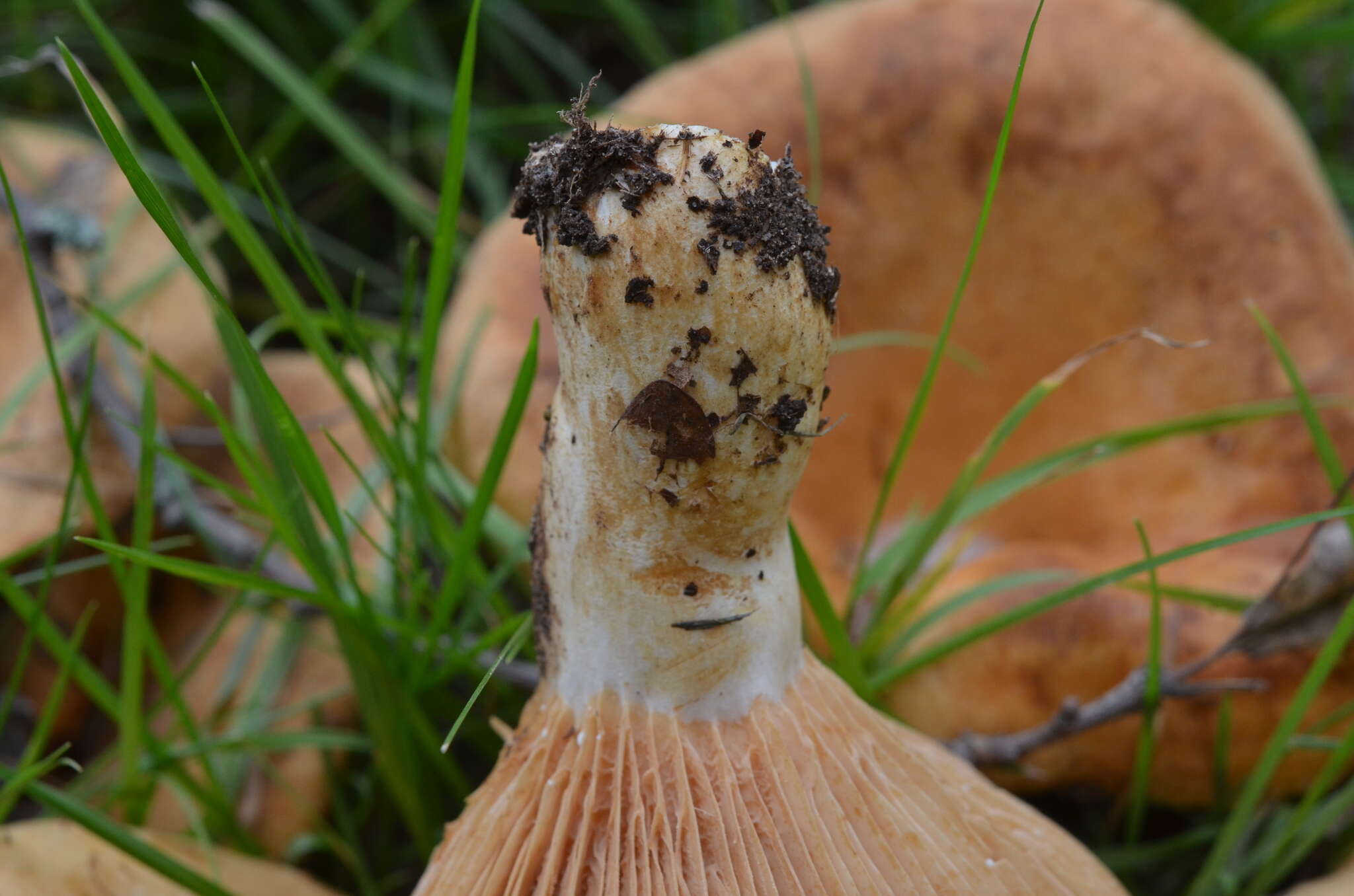 صورة Lactarius acerrimus Britzelm. 1893