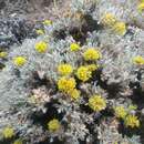 Image of Umtanum desert buckwheat