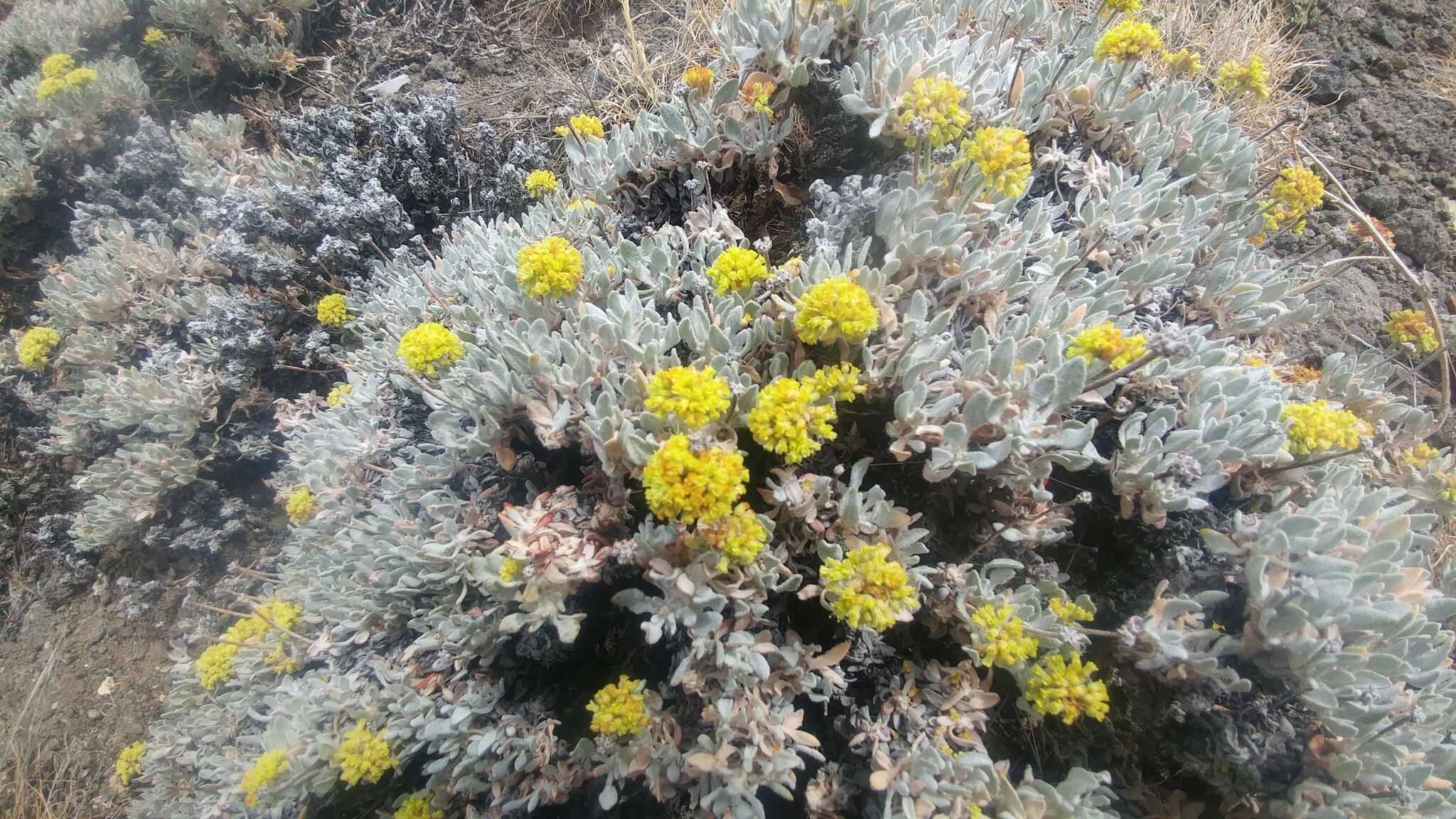 Image of Umtanum desert buckwheat