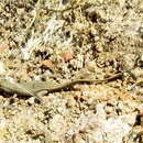 Sivun Trachylepis hoeschi (Mertens 1954) kuva