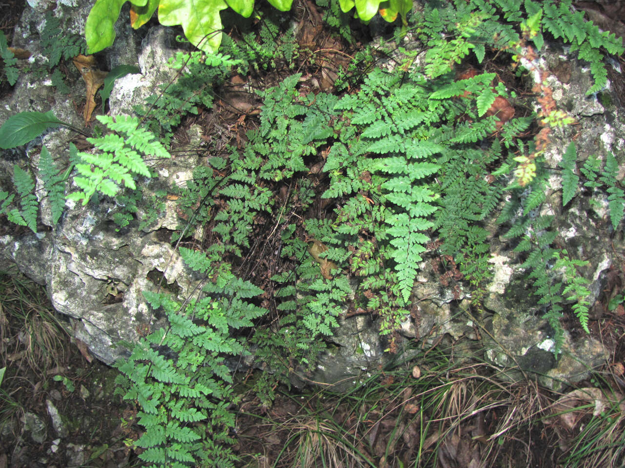 Imagem de Myriopteris alabamensis (Buckley) Grusz & Windham