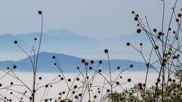 Image of Cephalaria ambrosioides (Sibth. & Sm.) Roem. & Schult.