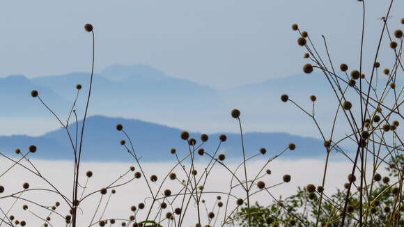 Plancia ëd Cephalaria ambrosioides (Sibth. & Sm.) Roem. & Schult.