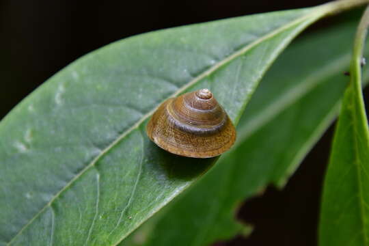 Image of <i>Hemitrochus riveroi</i> Turner