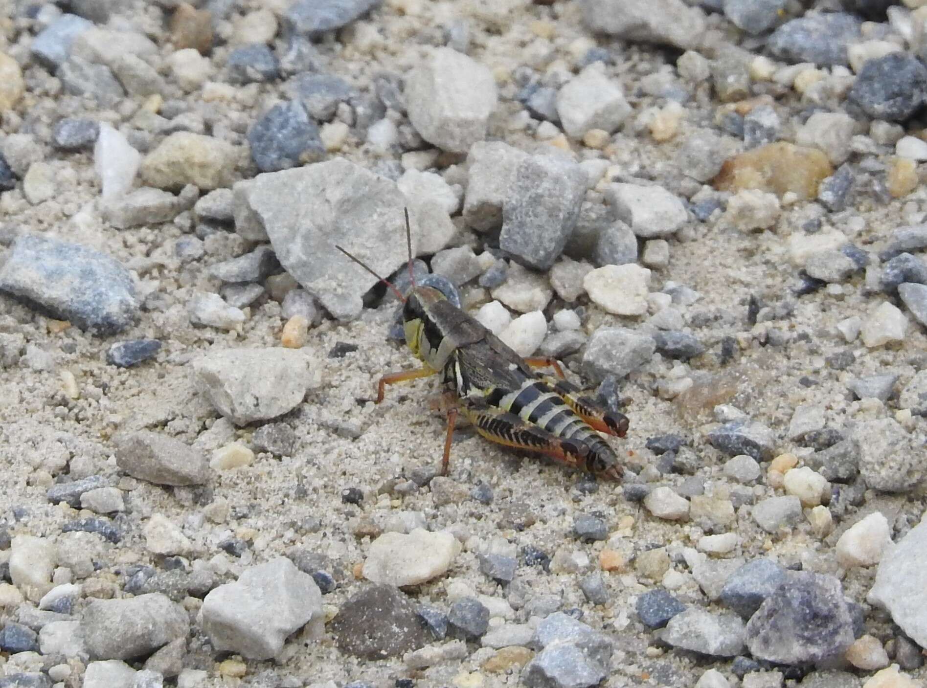 Слика од Melanoplus dawsoni (Scudder & S. H. 1875)