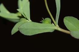 Image of Texas spurge