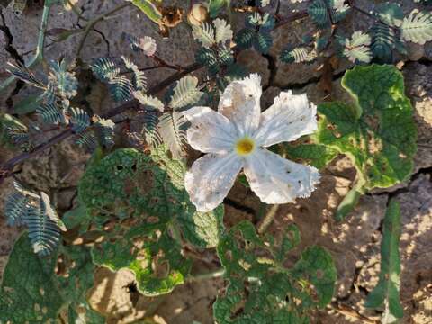 Image of Trichosanthes scabra Lour.