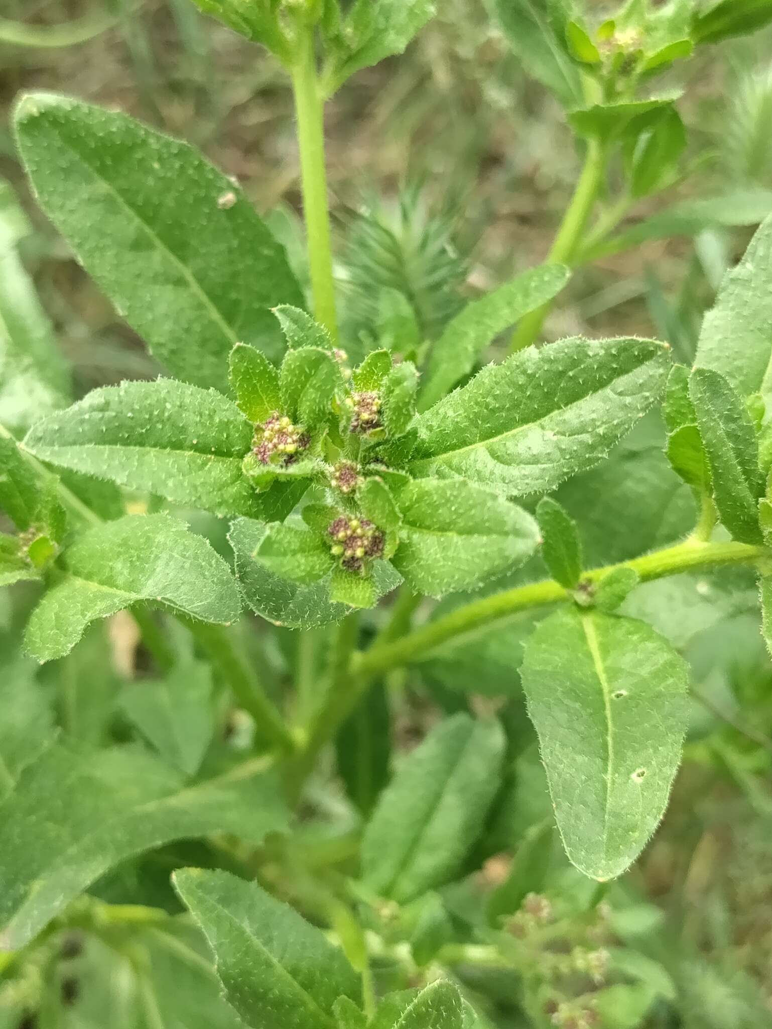 Слика од Euclidium syriacum (L.) W. T. Aiton