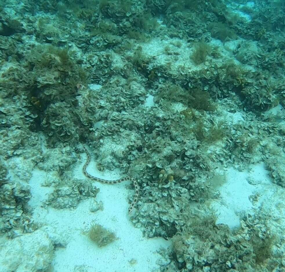 Image of Leopard Eel