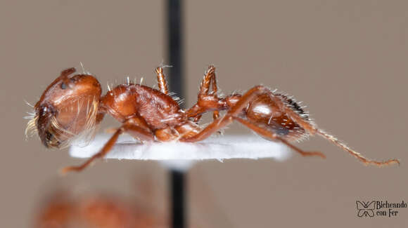 Image of Maricopa Harvester Ant