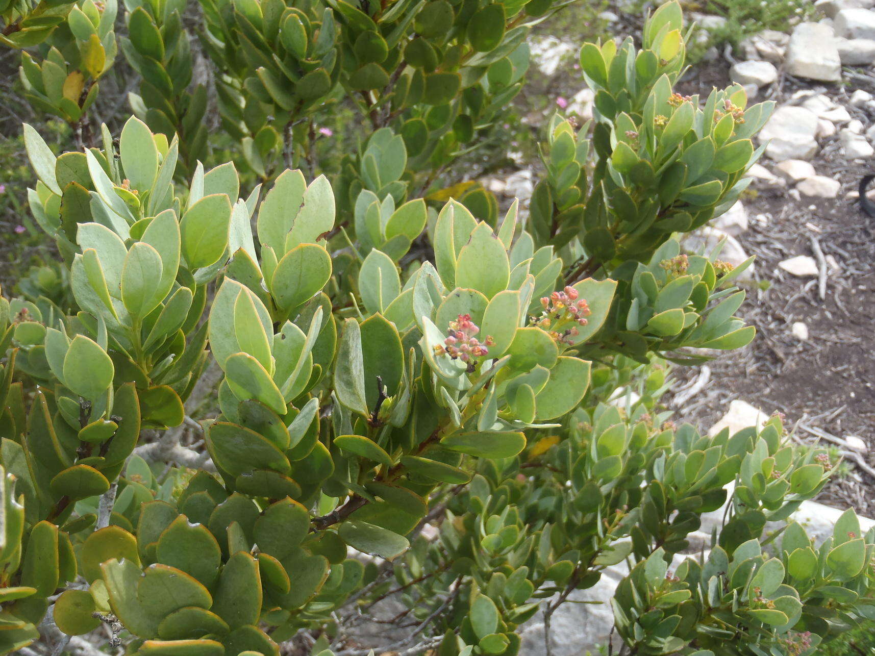 Image of Coastal tannin-bush