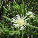 Image of Mesembryanthemum geniculiflorum L.