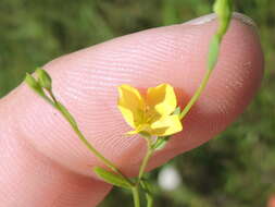 Oenothera spachiana Torr. & Gray resmi