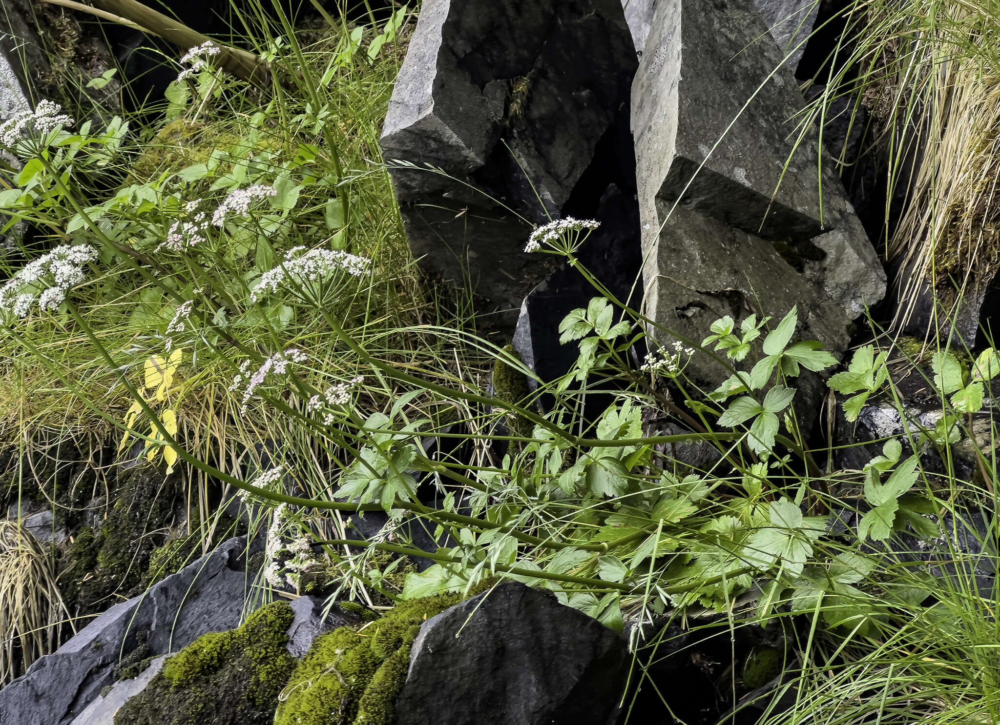 Imagem de Ligusticum scoticum subsp. hultenii (Fern.) Calder & Roy L. Taylor