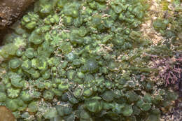 Image of Caulerpa chemnitzia