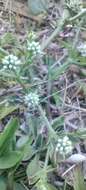 Eryngium nudicaule Lam. resmi