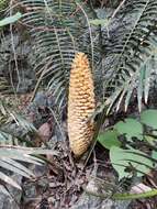 Image of Cycad