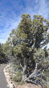 Image of Colorado Pinyon