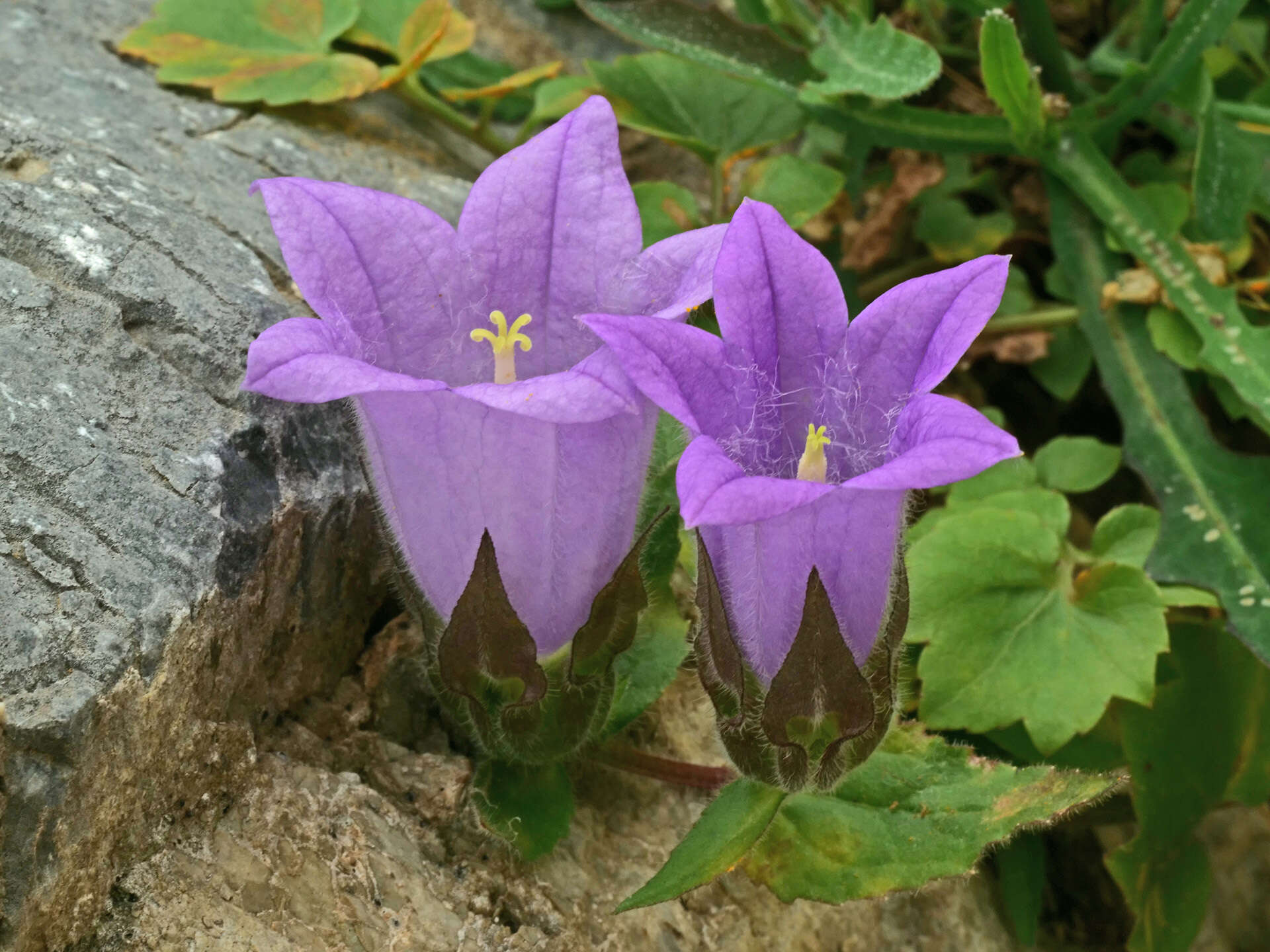 Imagem de Campanula tubulosa Lam.