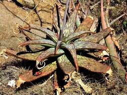 Image of Aloe monteiroi Baker