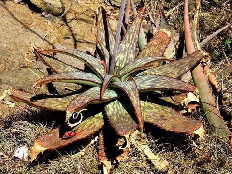 Aloe monteiroi Baker resmi