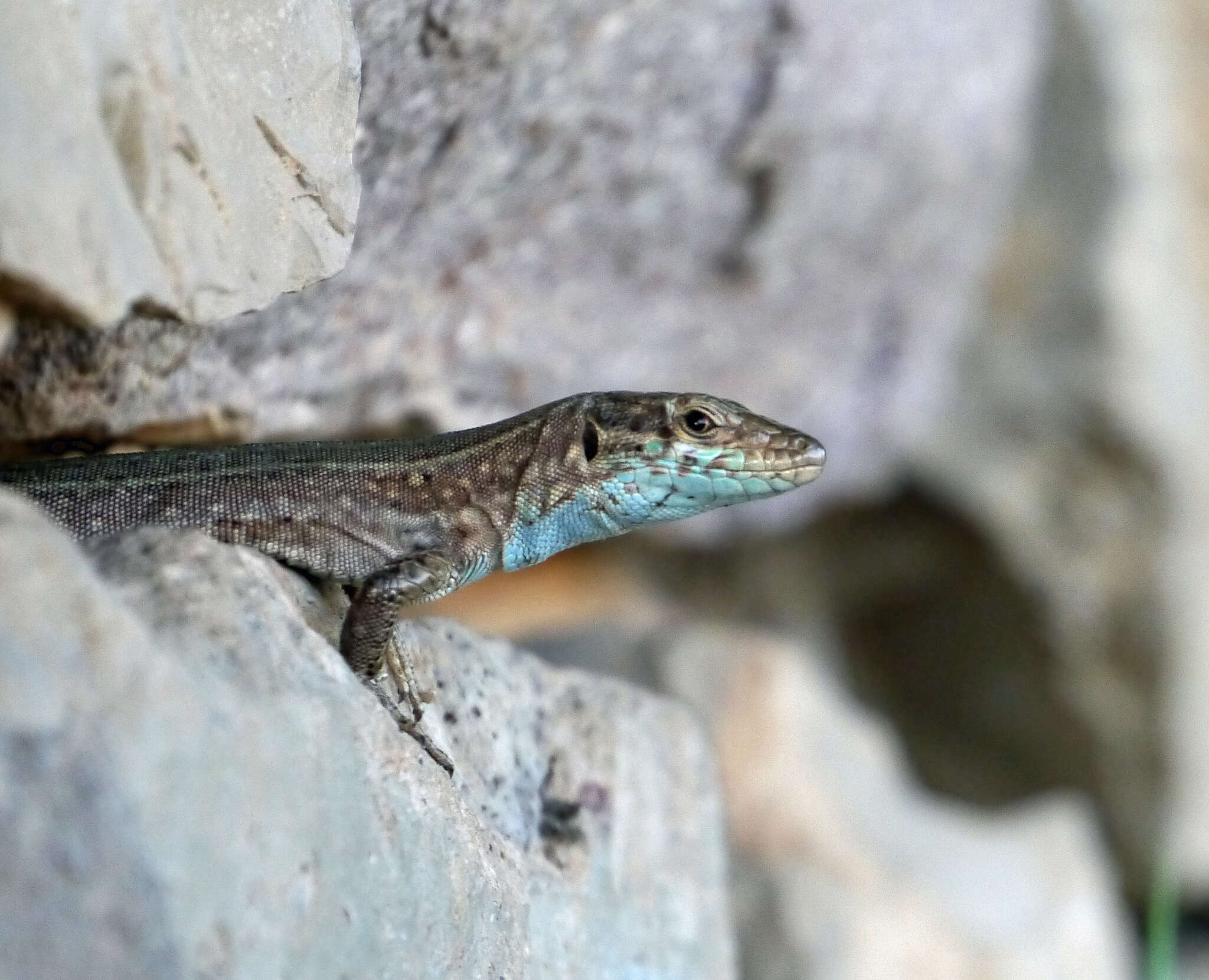 Image of Ibiza Wall Lizard