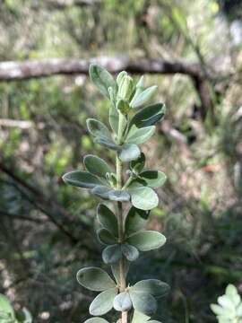 Image of Zieria fordii