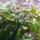 Image of fatfoot pocket-moss