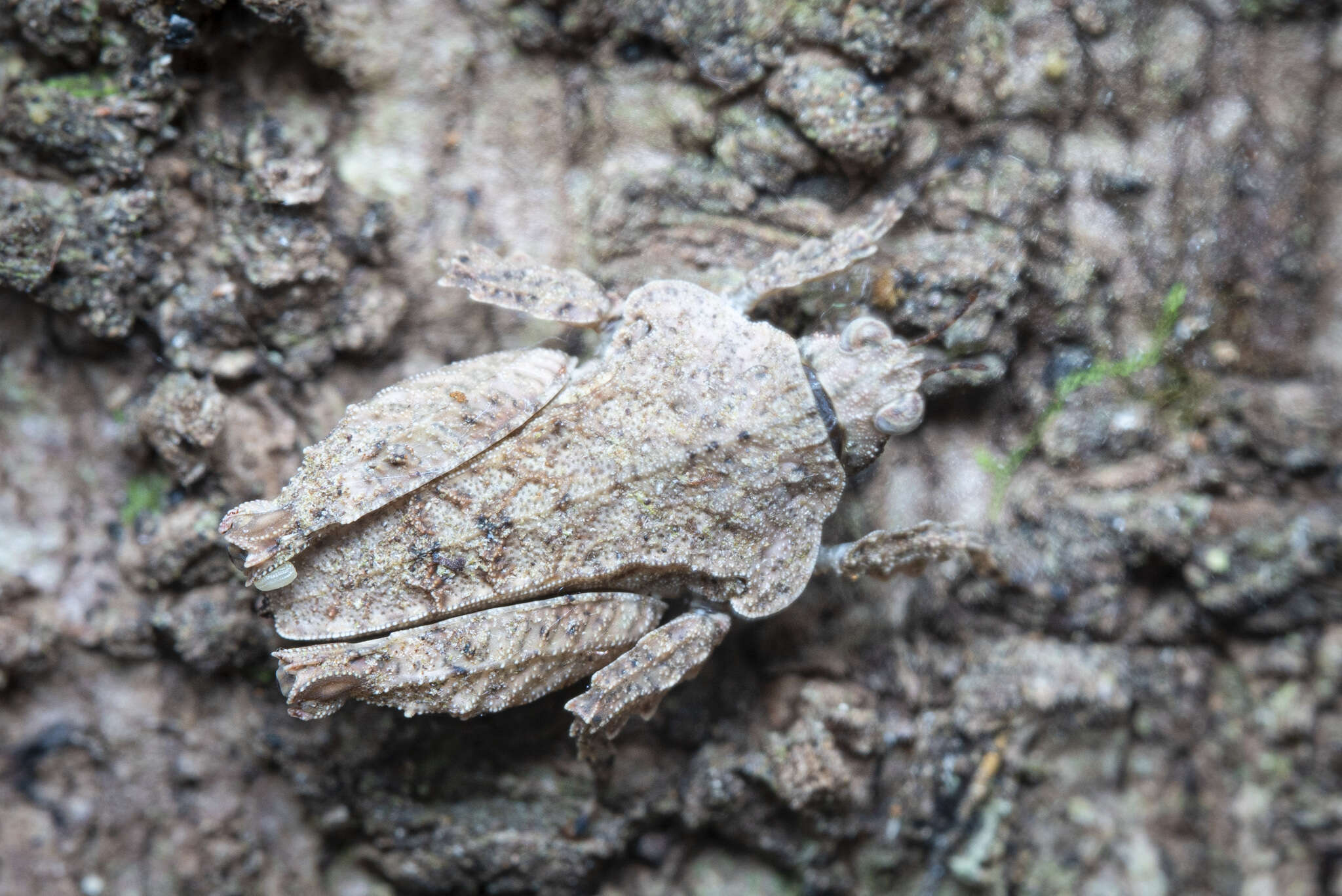 Image of Eurymorphopus bolivariensis Tumbrinck 2014