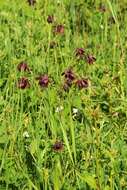 Image of Aquilegia atrovinosa M. Pop. ex Gamajun.