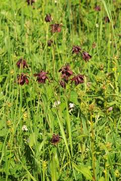 Image of Aquilegia atrovinosa M. Pop. ex Gamajun.