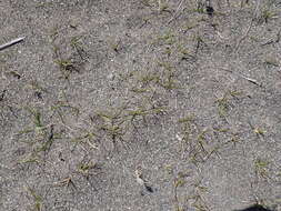 Image of Zoysia minima (Colenso) Zotov