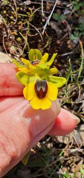 Image of Ophrys lutea subsp. lutea