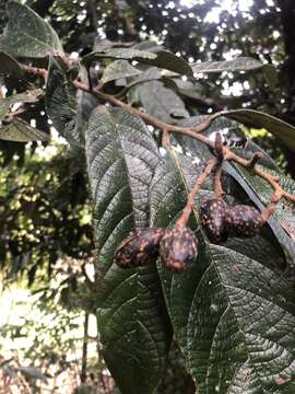 Image of Cryptocarya mackinnoniana F. Müll.