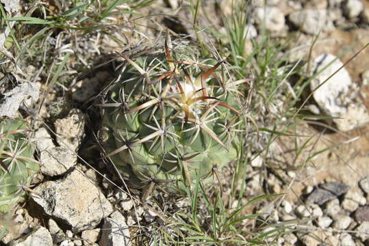 Image of Coryphantha tripugionacantha A. B. Lau