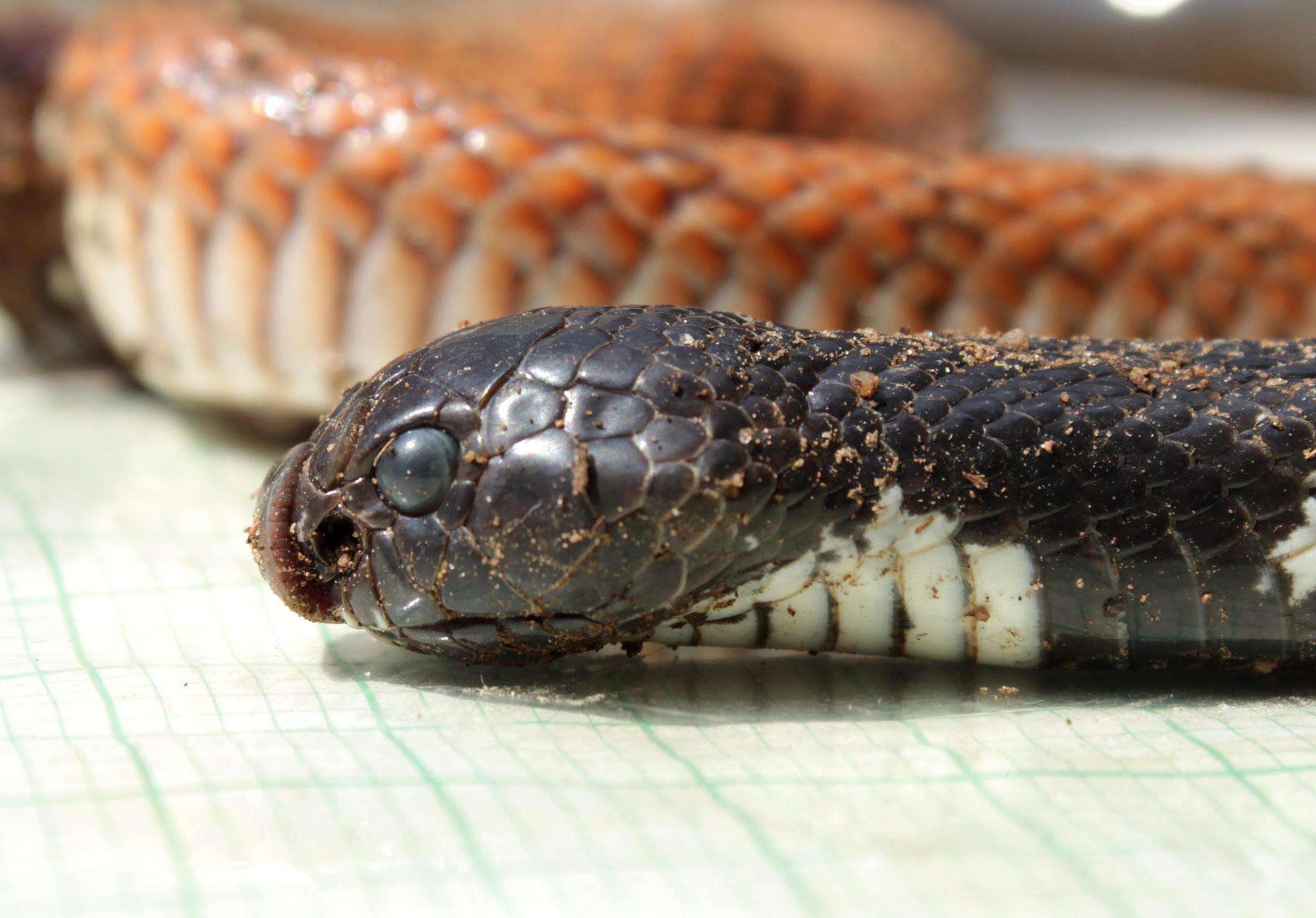 صورة Aspidelaps scutatus scutatus (A. Smith 1849)