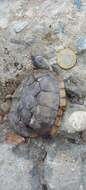 Image of Oaxaca Mud Turtle