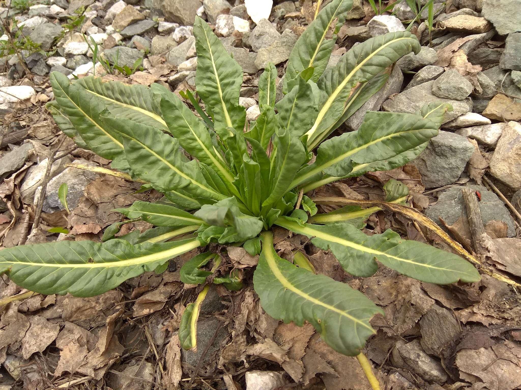 Image of Isatis costata C. A. Mey.