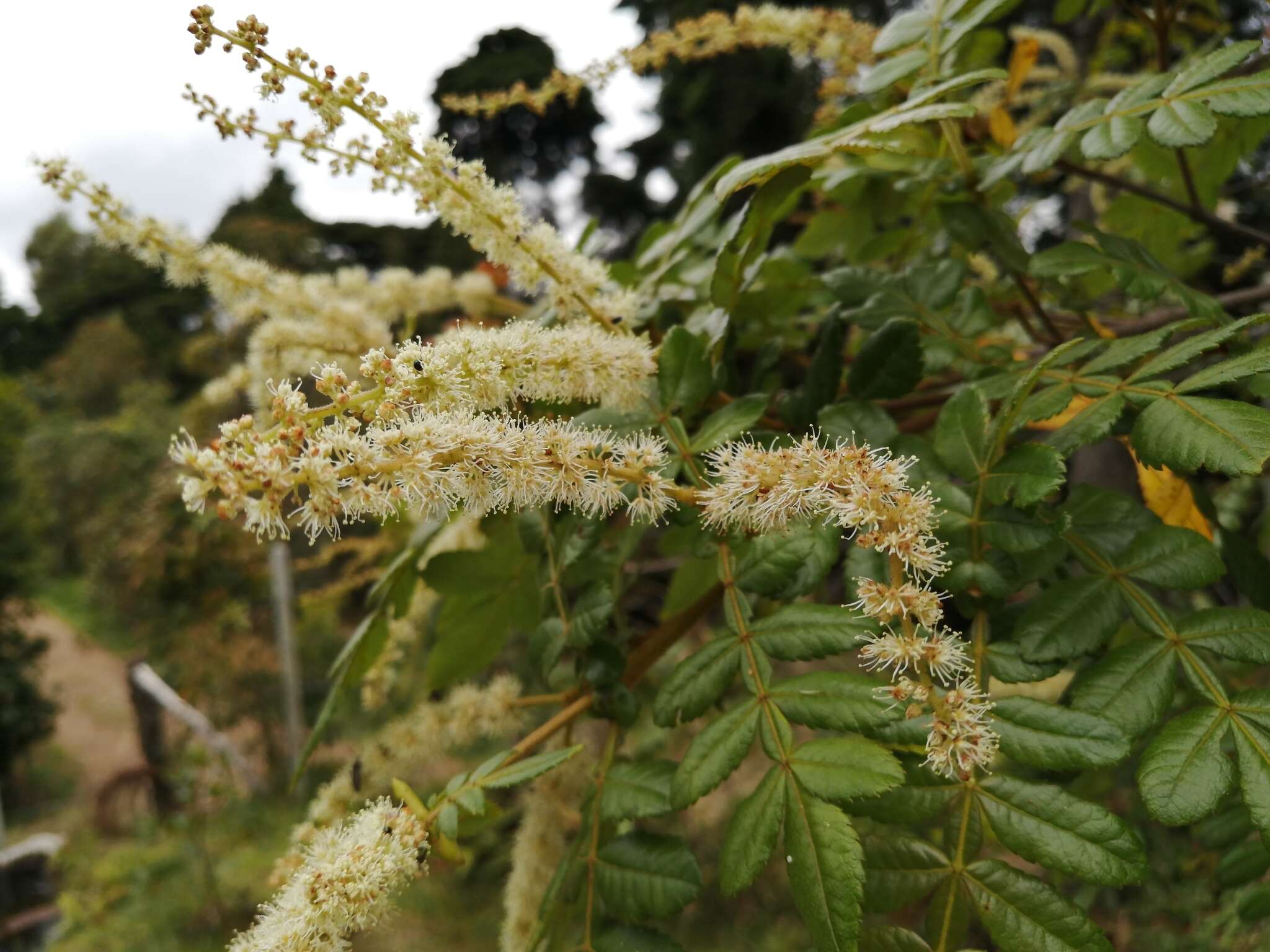 Image of Weinmannia pubescens Kunth