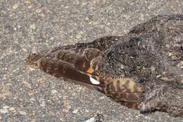 Image of Freckled Nightjar