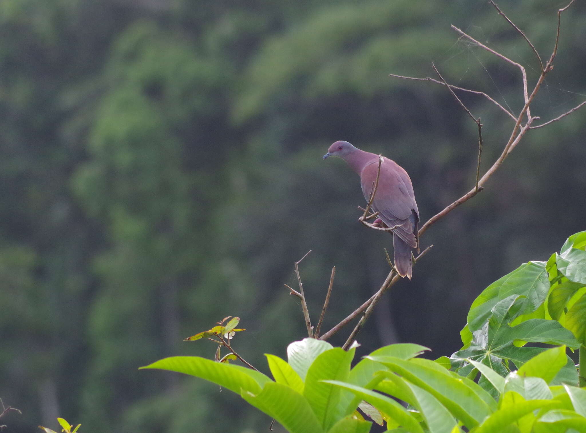 صورة Patagioenas plumbea (Vieillot 1818)