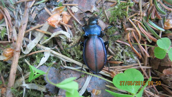 Imagem de Carabus (Megodontus) schoenherri Fischer von Waldheim 1820